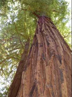 redwood-tree-2004-07-19-250w_333